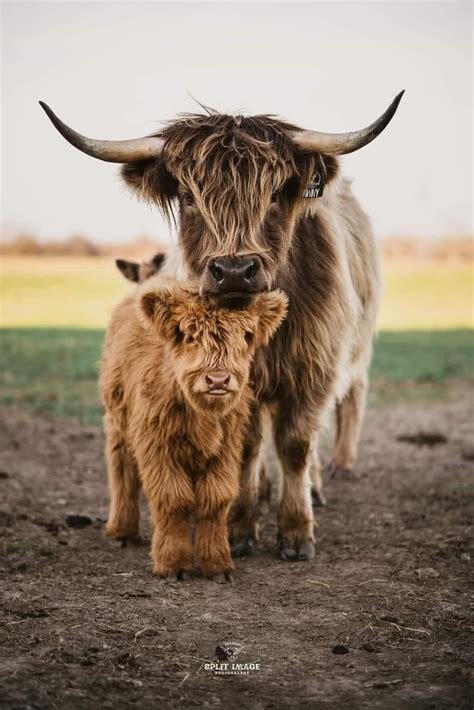 Pin by Breezee on Bovine | Cute baby cow, Cow photography, Cow pictures