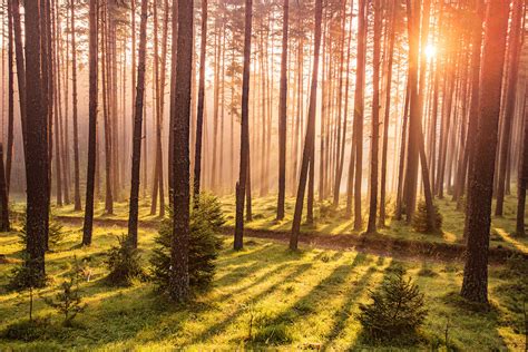 Омагьосаната гора | Author Nikolai Kovachev - Nick_the_quick | PHOTO FORUM