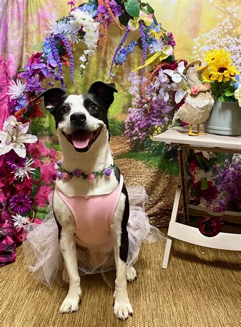 Holiday House Pet Resort