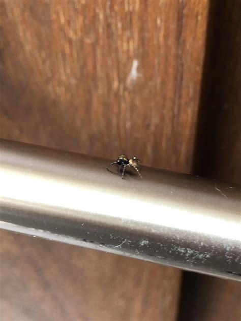 what spider is this?? (Fraijanes, Guatemala) found it on the door ...