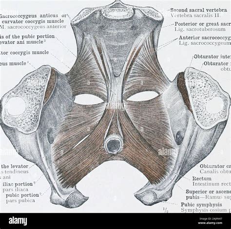 Pubic ramus hi-res stock photography and images - Alamy