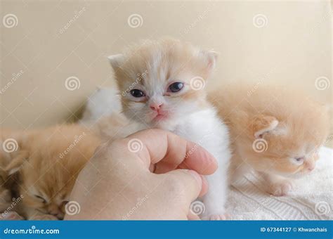 Gently play with kitten stock image. Image of grey, holding - 67344127