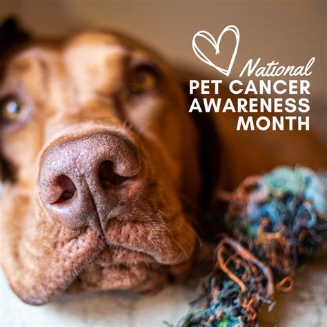National Pet Cancer Awareness Month