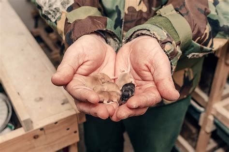 Can Mice Have Rabies: What To Do If Bitten By One - A-Z Animals