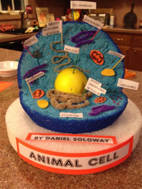 Animal Cell Diagram 3D Model at Eugenia Mann blog