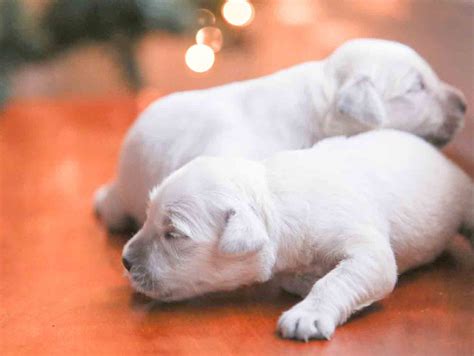 New England Light Golden Retriever Puppies - Windy Knoll Golden Retrievers