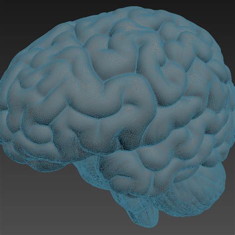 3d model human brain
