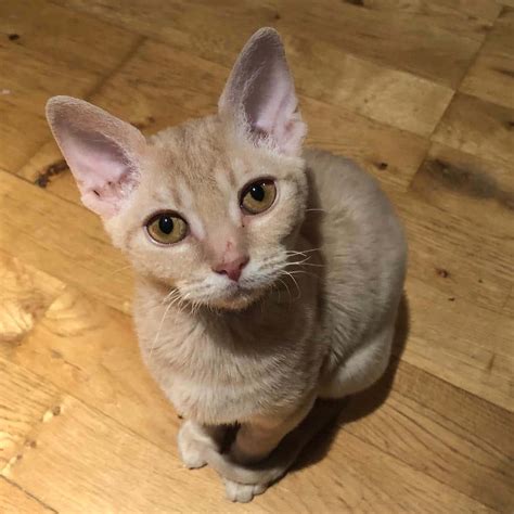 Download Majestic German Rex Cat Lounging on a Couch Wallpaper ...