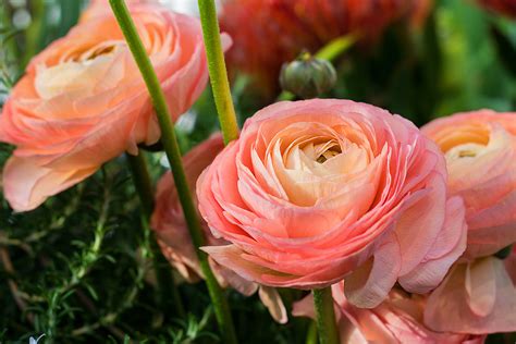 How to Grow Ranunculus