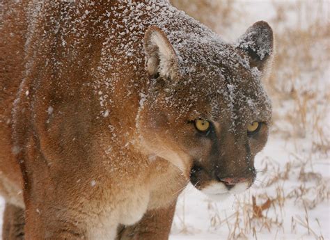 Mountain Lion Adaptations