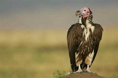 Breeds Of Vultures at Lola Goll blog