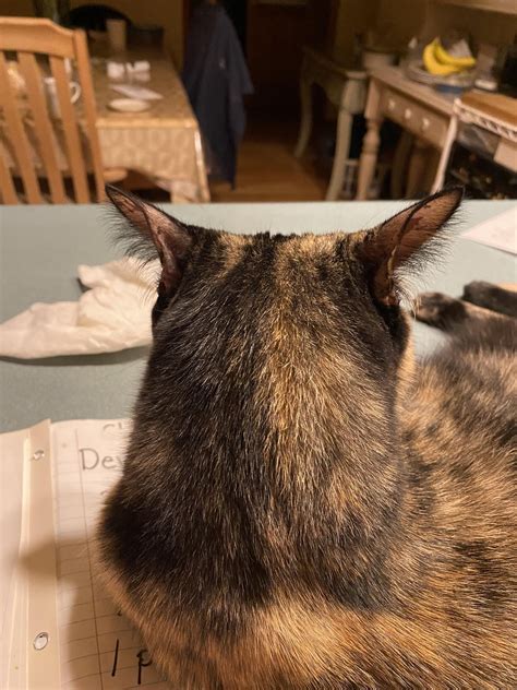 Master chef Josie (with bonus reverse airplane ears) : r/cats