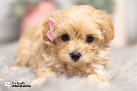 What is a Cockapoo's Life Expectancy? — My Doodle Puppy