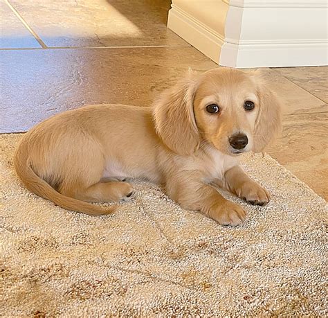 English Cream Miniature Dachshund Puppies - Crème of the Crop ...
