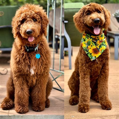 Goldendoodle Teddy Bear Cut