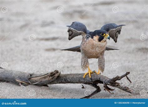 Red Shouldered Hawk Stretching His Wings while Perched on Driftwood on ...