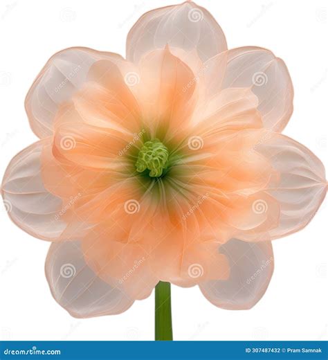 Peach Color Flower. Close-up Glowing Translucent Peach Color Flower ...