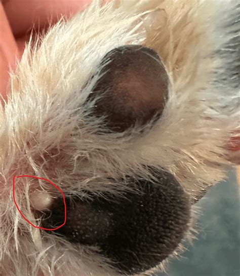 White bump on dogs paw pad : r/DogAdvice