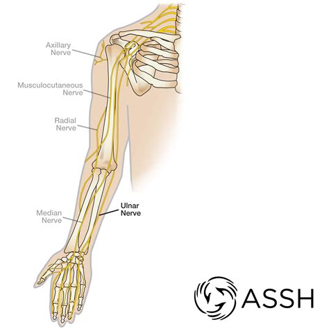 Body Anatomy: Upper Extremity Nerves | The Hand Society