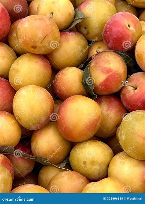 Yellow Cherry Plum, Myrobalan Plum, Prunus Cerasifera Stock Photo ...