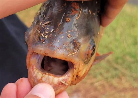 Rare Piranha-like Fish with ‘Human Teeth’ Caught in Oklahoma ...