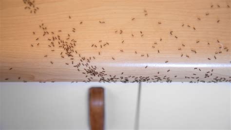 How To Get Rid Of Ants Behind Cabinets at Alyssa Reeks blog