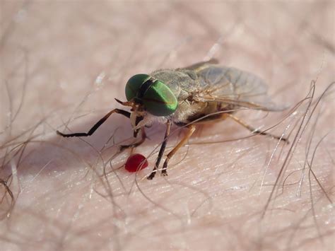 Identifying a Horsefly Bite and Treating It