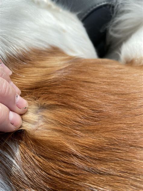 Dogs With 2 Layers Of Fur at Mitchell Leadbeater blog