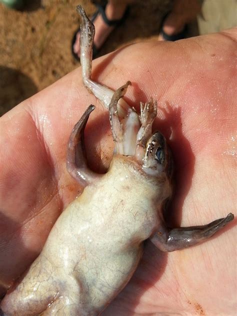 Kermit the Cannibal? Frogs Sometimes Eat Each Other | Live Science