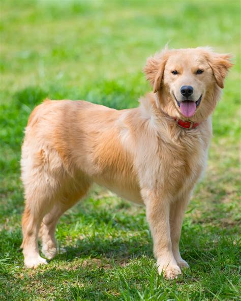 9 Different Types of Golden Retrievers (With Pictures)