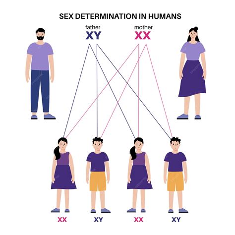Sex determination in humans male and female sperm and eggs x and y chromosomes infographic ...