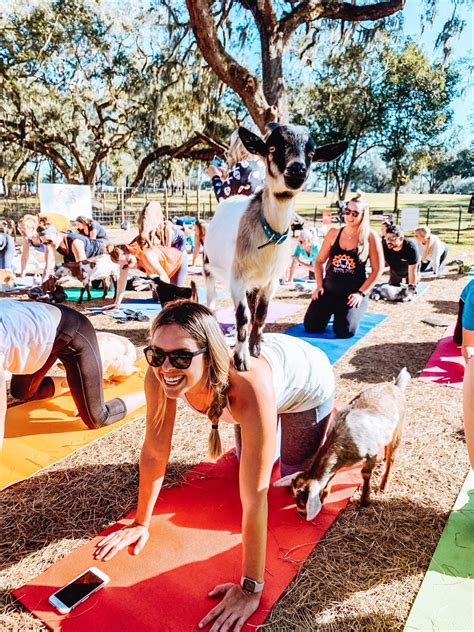 Grady goat yoga why you should try goat yoga – Artofit