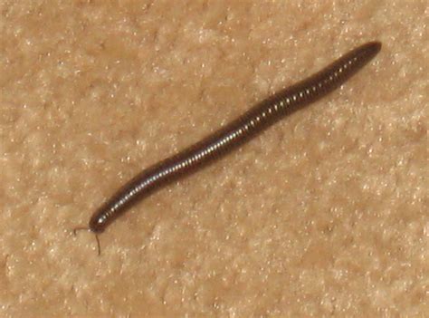 How Many Worms Do You Need To Start A Worm Bin at John Galindo blog