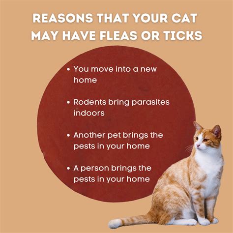 TAHOMA VETERINARY HOSPITAL - Spanaway WA - Hours, Directions, Reviews ...