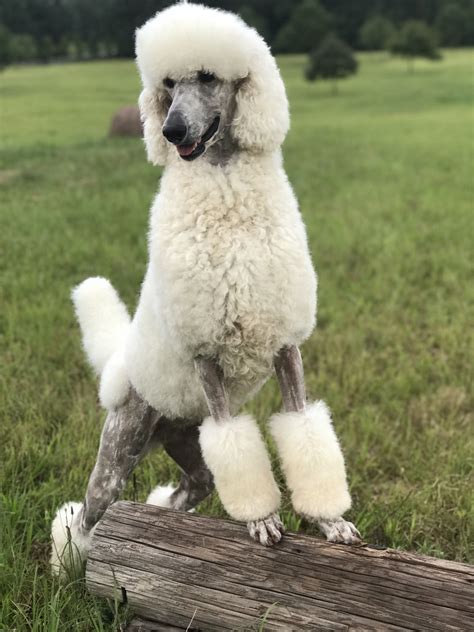 Standard Poodle Hunting Dog at Anthony Tryon blog