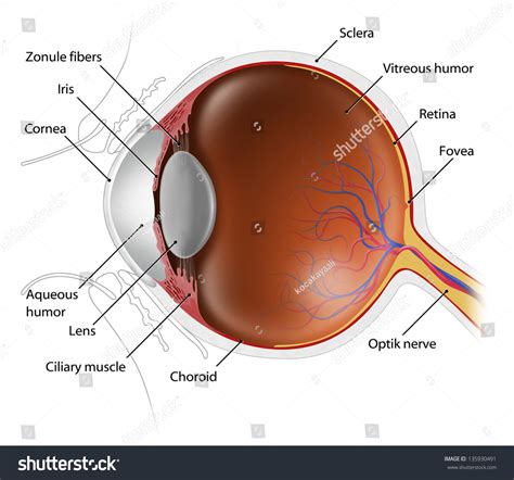 Cross-Section Illustration Of Human Eye - 135930491 : Shutterstock
