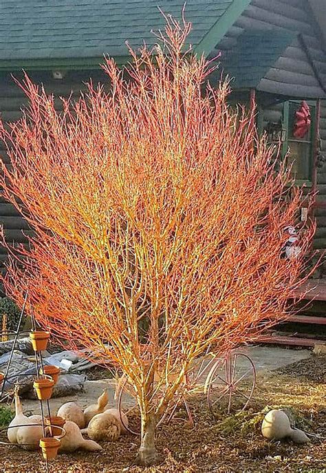 Acer palmatum 'Bihou' Japanese Maple in 2025 | Acer palmatum, Japanese ...