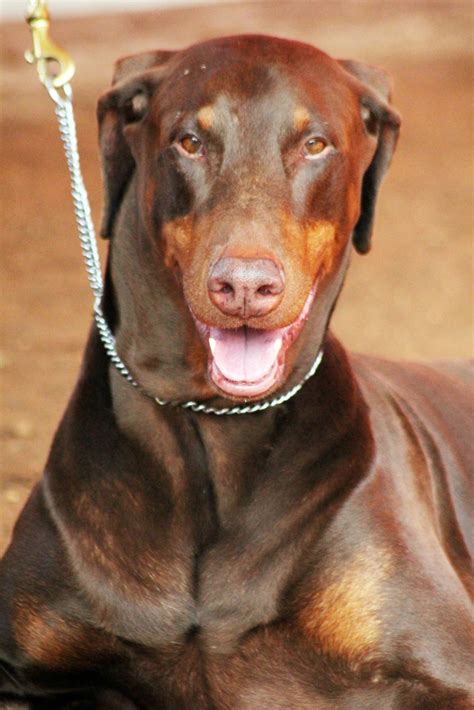Free photo "Doberman Brown"