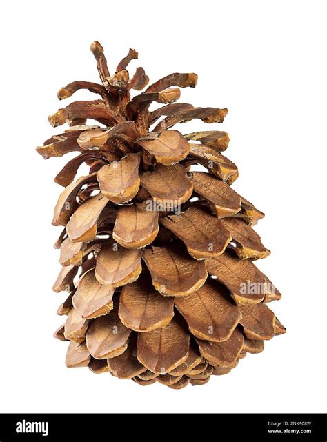 Large pine cone with a bright texture.Isolate on a white background ...