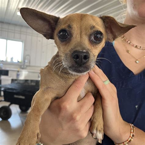 Dog for adoption - Cheetah, a Chihuahua in Spanish Fork, UT | Petfinder