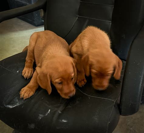 Red Lab Puppy
