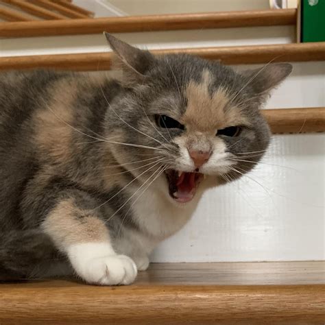 (OC) Hambone says I can’t go upstairs : r/Catswhoyell