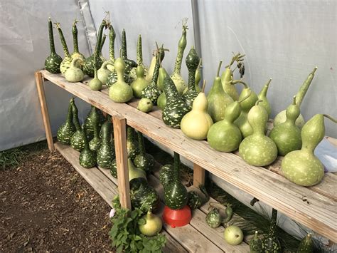 Gourds Drying for Next Year | How to dry gourds naturally, Drying ...
