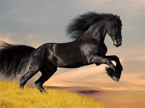 Black Horse Wallpaper - WallpaperSafari