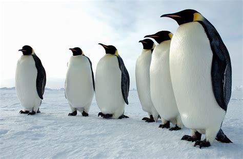 Interesting Facts About Penguins