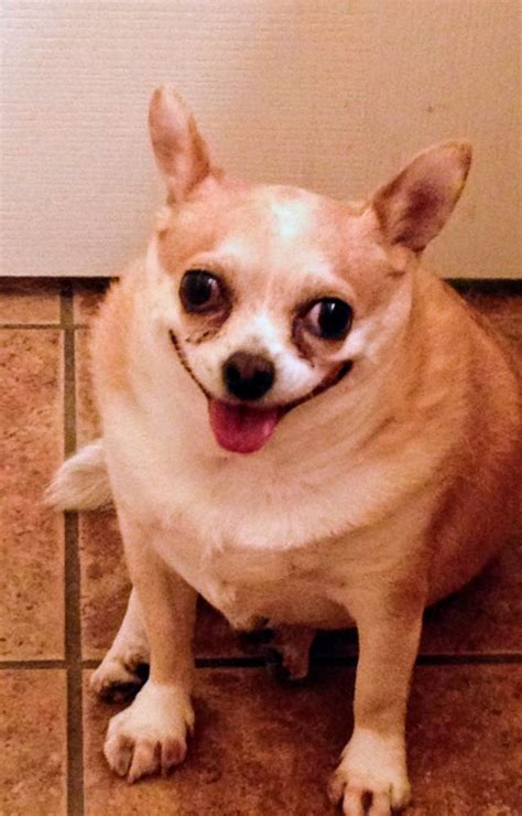 Smiling Chihuahuas: Funny and Cute Animals