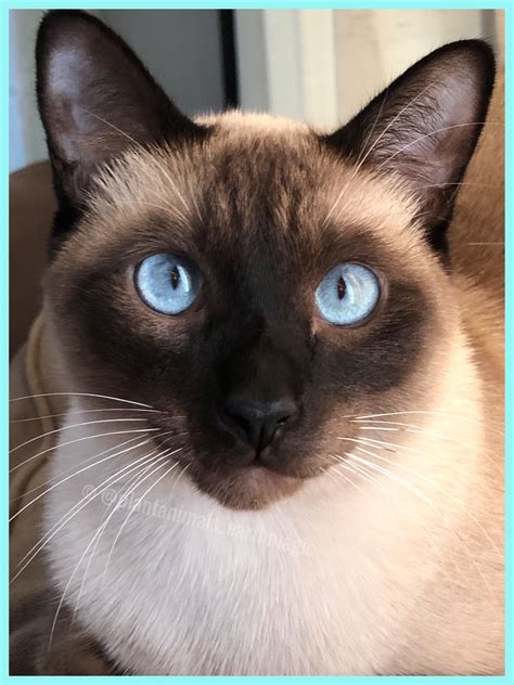 Siamese Cat with Stunning Blue Eyes