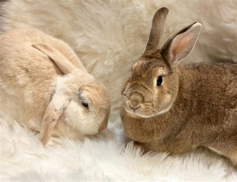 Protect your bunny from this fatal disease • Long Beach Post