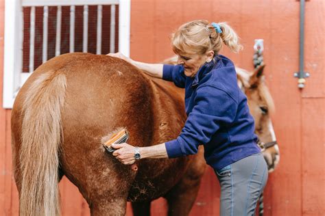 How To Groom A Horse For Beginners at Broderick Evenson blog
