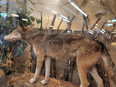 Endangered Wolf Center, Eureka, MO: Information, Tickets and Reviews